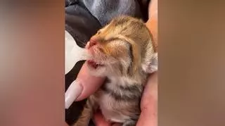 Rescatan en Nigrán a varios gatitos recién nacidos arrojados a un contenedor