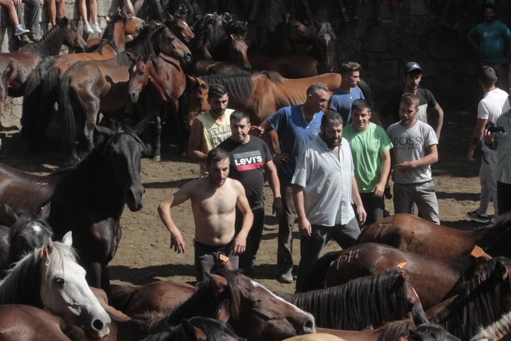 Cuspedriños celebra su tradicional rapa das bestas con cientos de participantes.