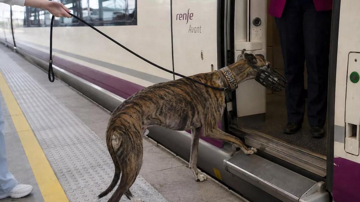 Renfe permitirá viajar con perros de hasta 40 kilos en todos sus trenes