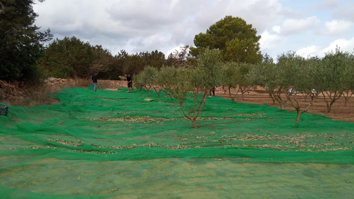 Imagen de archivo de unos olivos durante la recolección de aceitunas.
