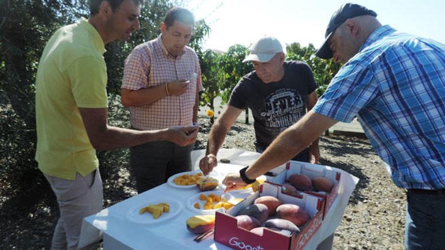 Cata de mango con agua depurada.