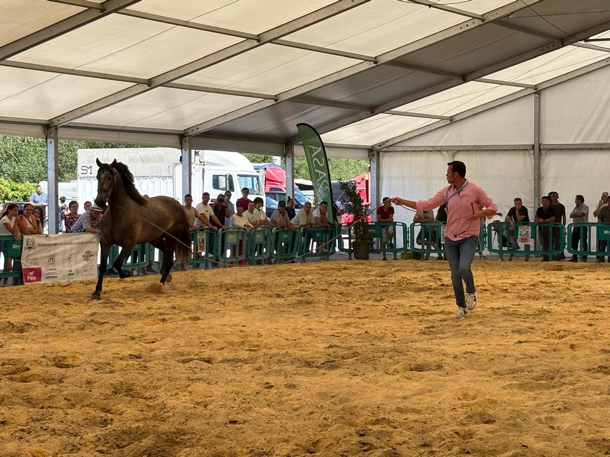 Tineo reúne a los mejores ejemplares de pura raza española y cruzados en su concurso caballar