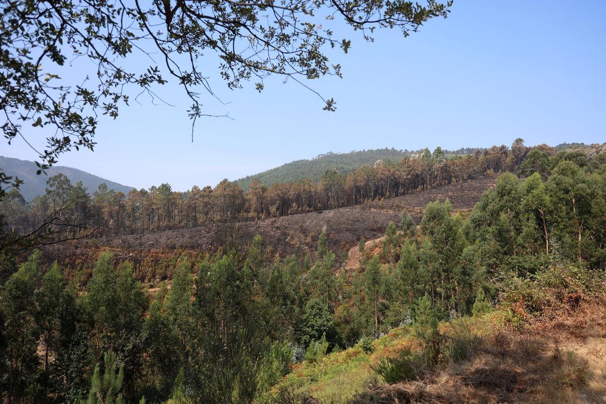 Zona de monte quemada tras un incendio forestal próximo a casas.