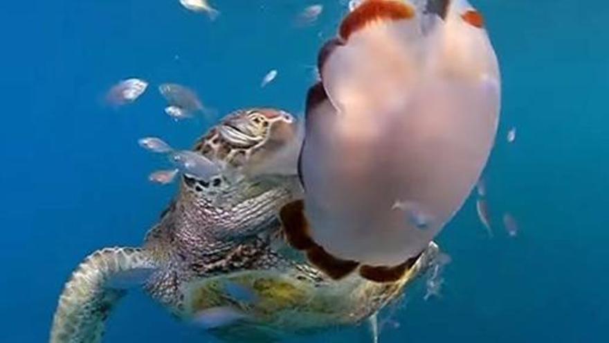 Las tortugas marinas usan sus aletas para atrapar presas