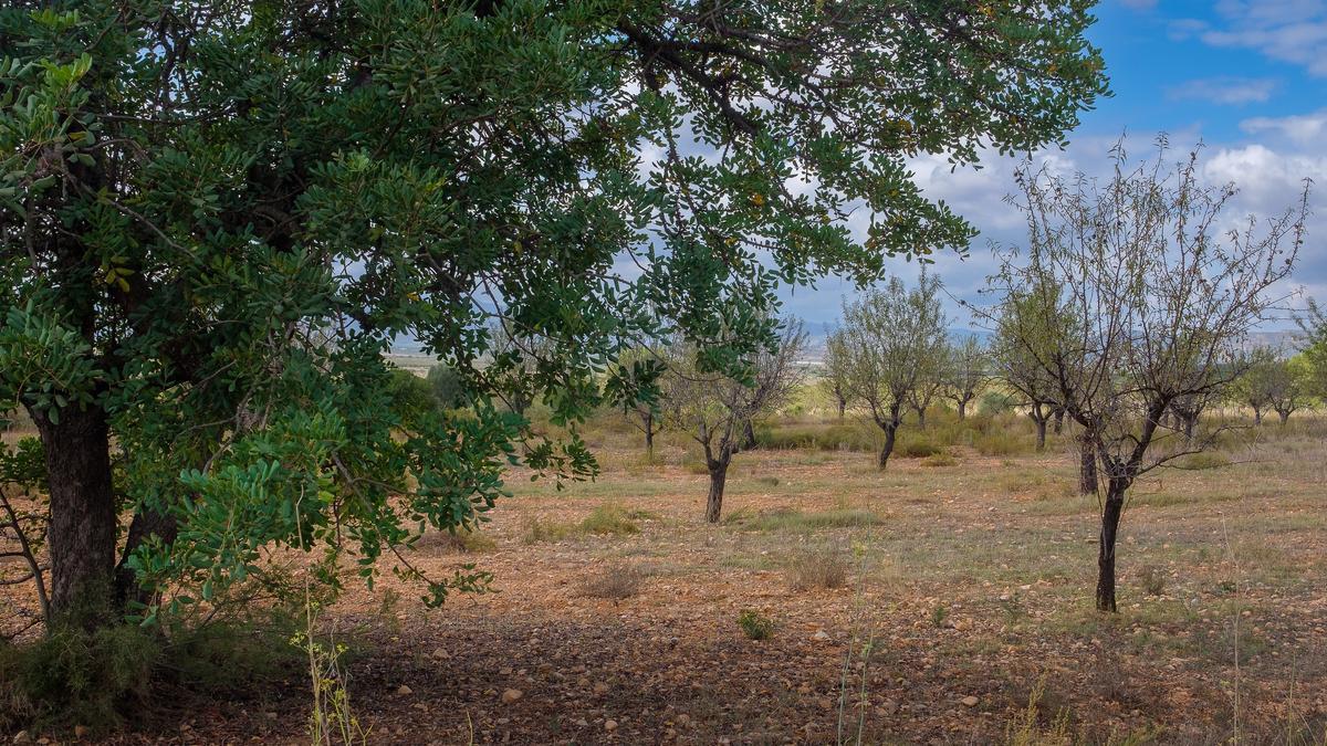 Campo de Llíria con suelo protegido