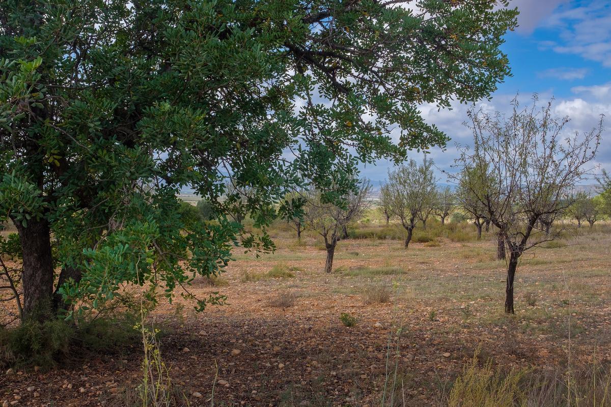 Campo de Llíria con suelo protegido