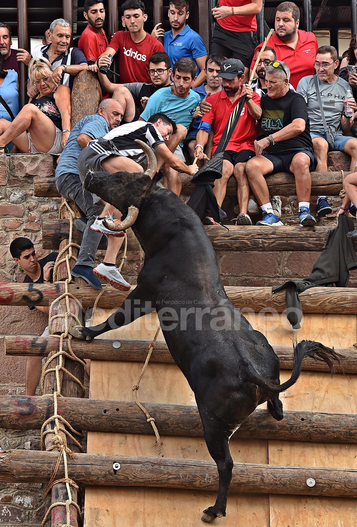 Bous a Vilafamés 2025 Bous a Vilafamés 2025