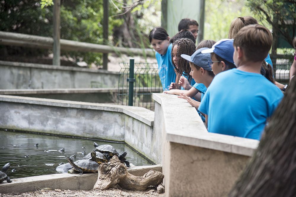Un grup d’infants observa exemplars de tortuga
