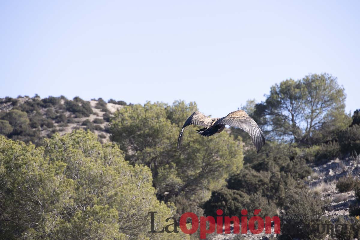 Suelta de dos buitres leonados en la Sierra de Mojantes en Caravaca