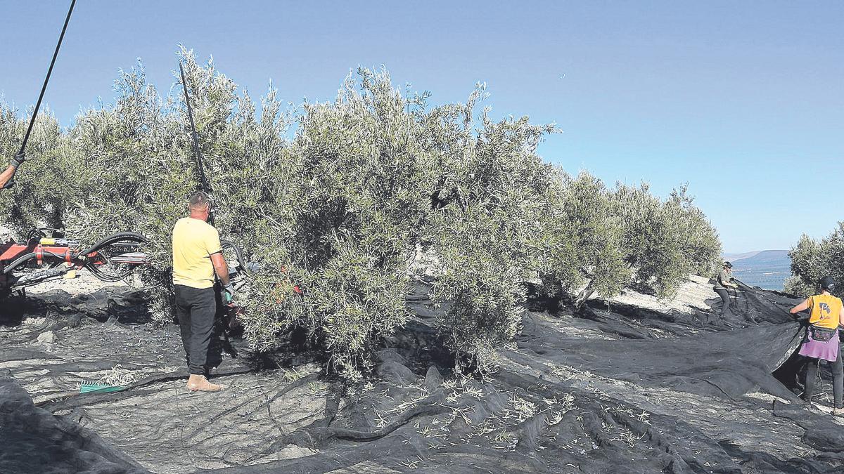 Trabajadores de la recogida de aceituna de la provincia de Córdoba.