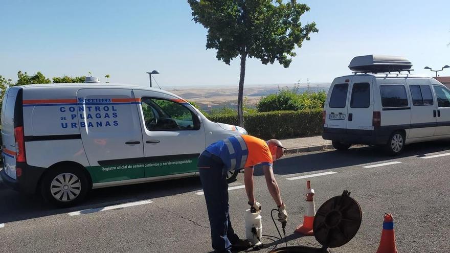 La cooperativa de Cáritas plantea acudir a los tribunales por el concurso de la basura en Cáceres