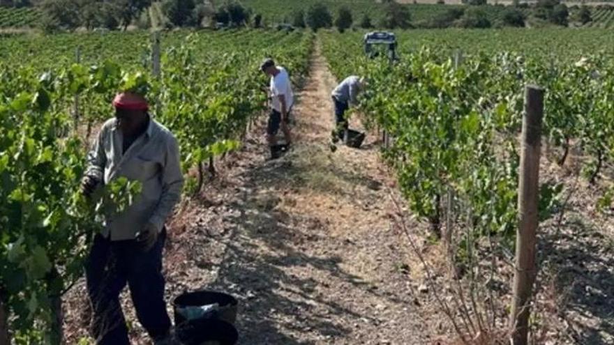 El celler Mas Llunes de Garriguella avança la verema a les vinyes