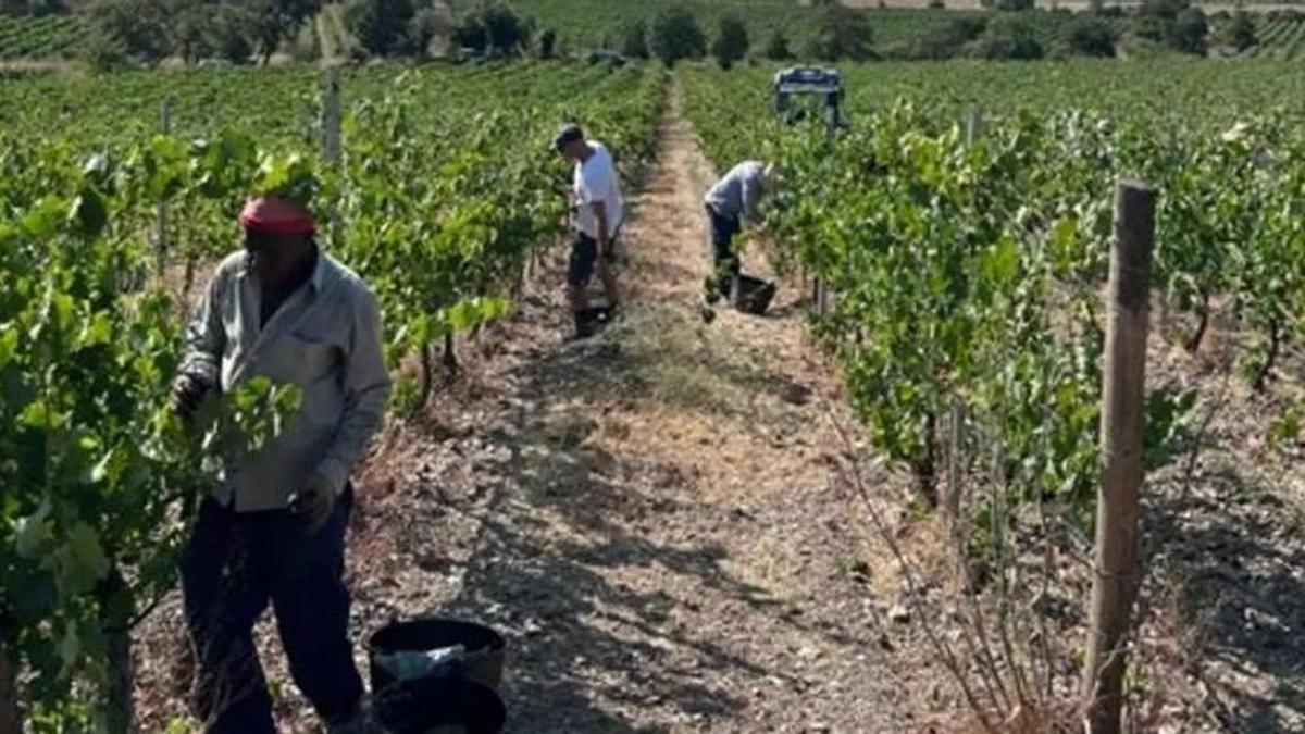 Treballadors de Mas Llunes, aquest dijous en el primer dia de verema.