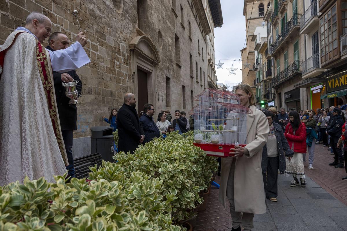 PALMA. BENEIDES DE PALMA 2026.