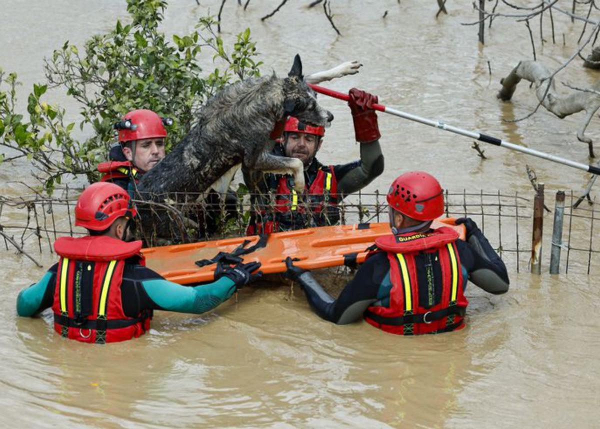 Rescate de un perro en Cártama, Malaga. | J.Z.