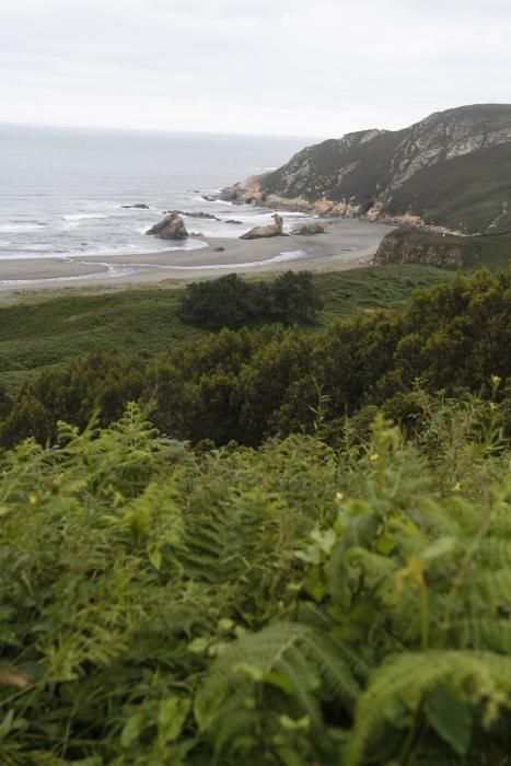 Los perros pueden acceder al playón de Bayas