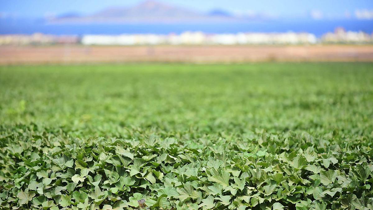 La Confederación del Segura se ha comprometido a que no falte agua para el regadío durante el año hidrológico 2021-2022