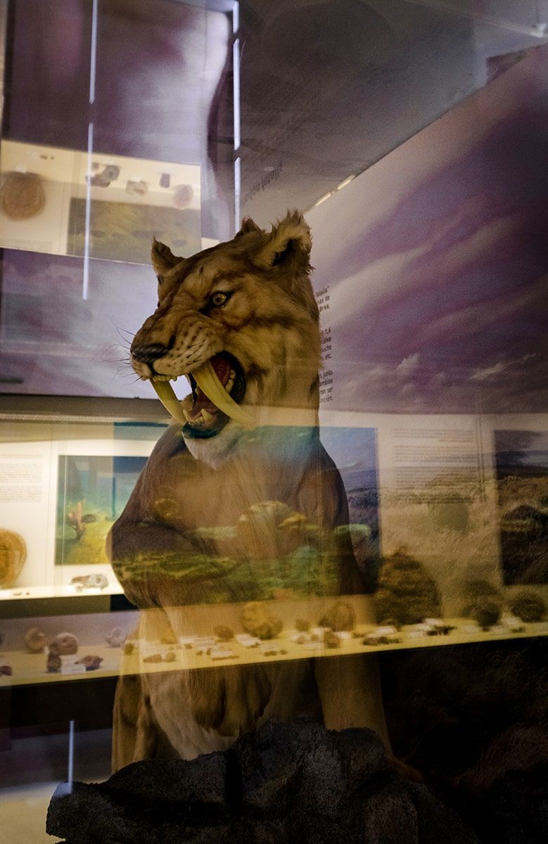 Representación de un animal en el Museo de La Vida de La Muela