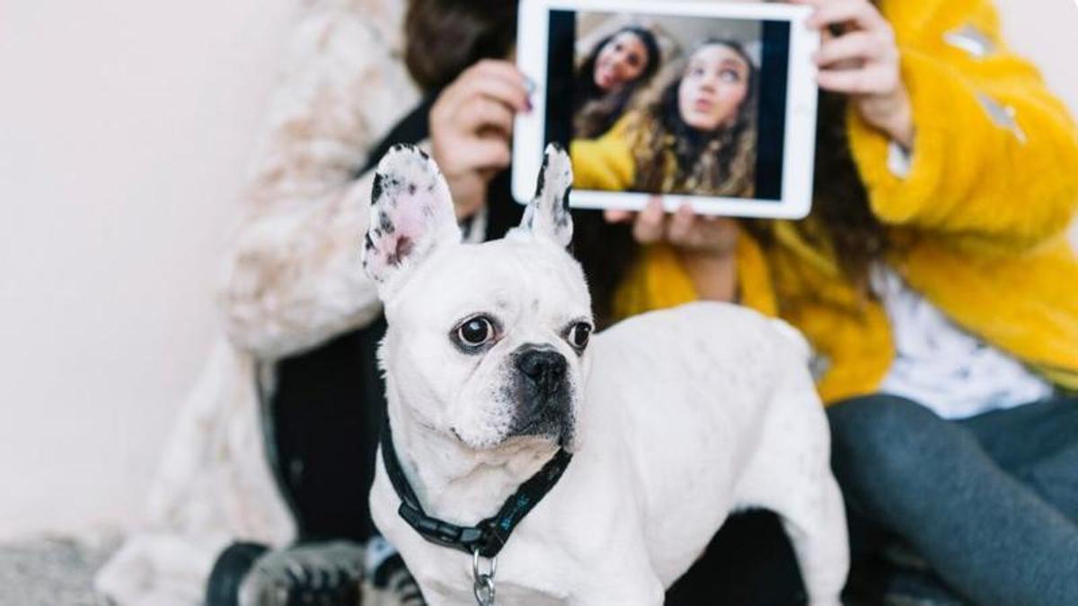 La mascota, una part de la família
