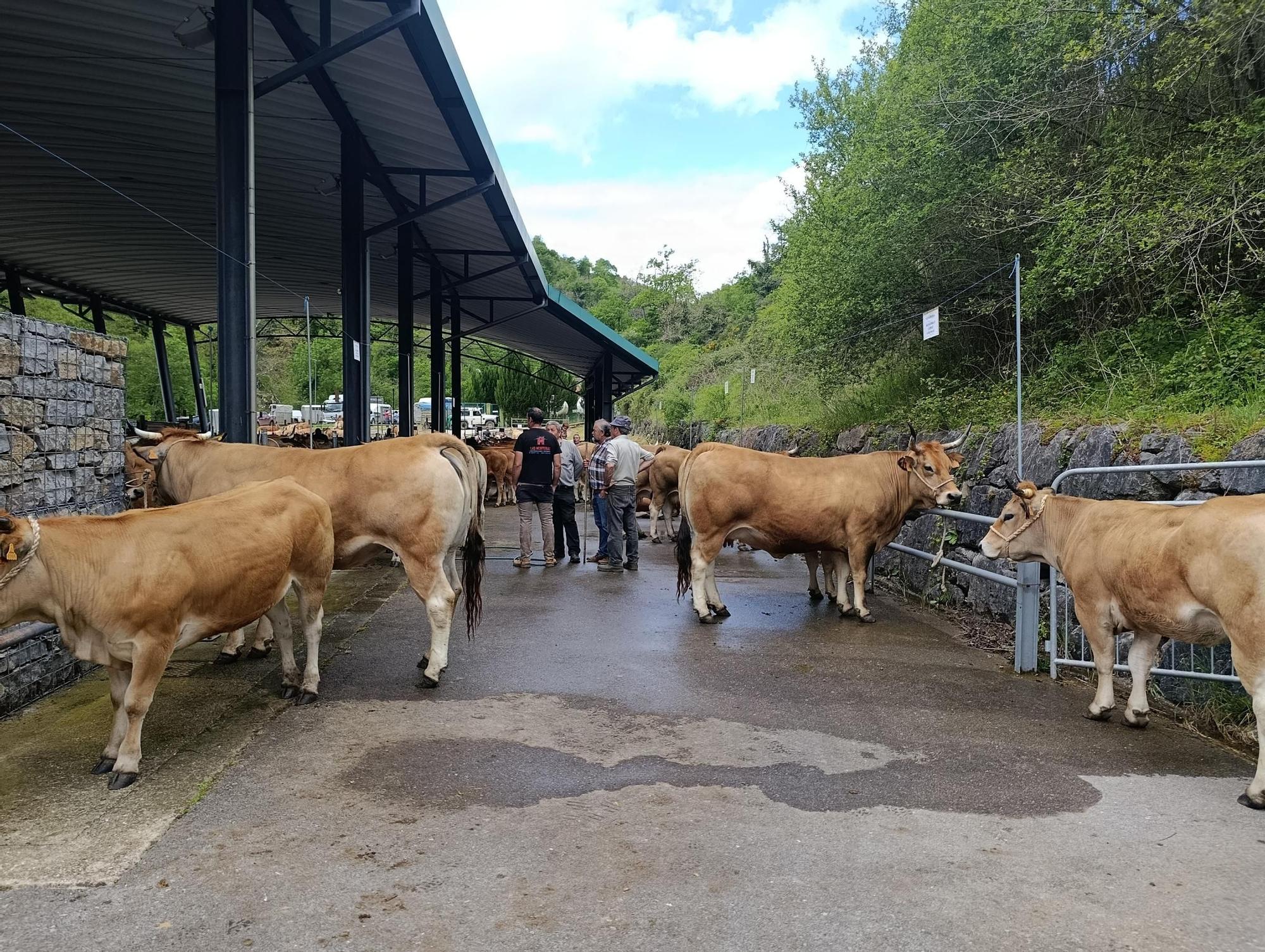 El XXXI Certamen-Exposición de Asturiana de los Valles de Teverga, en imágenes