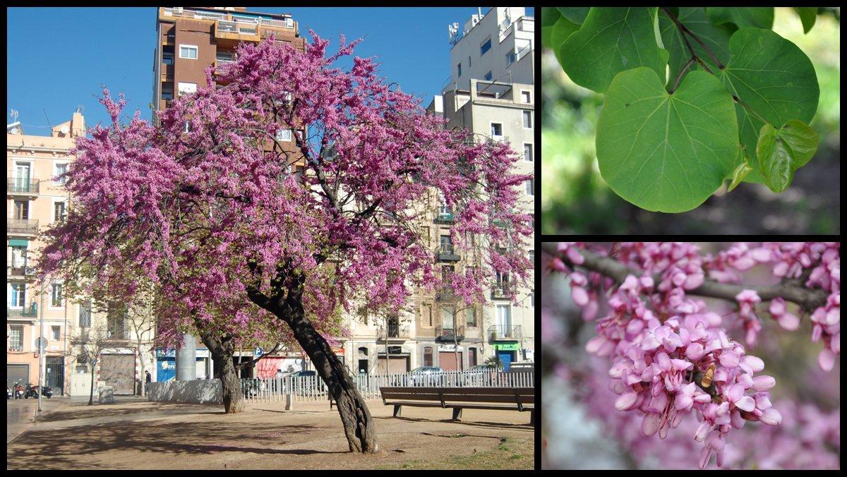 Un dels arbres de l’amor de la plaza d’en Joanic.