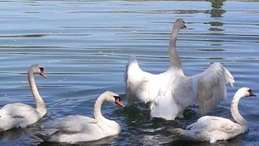 Els quatre nous cignes de Puigcerdà ja neden a l&#039;estany