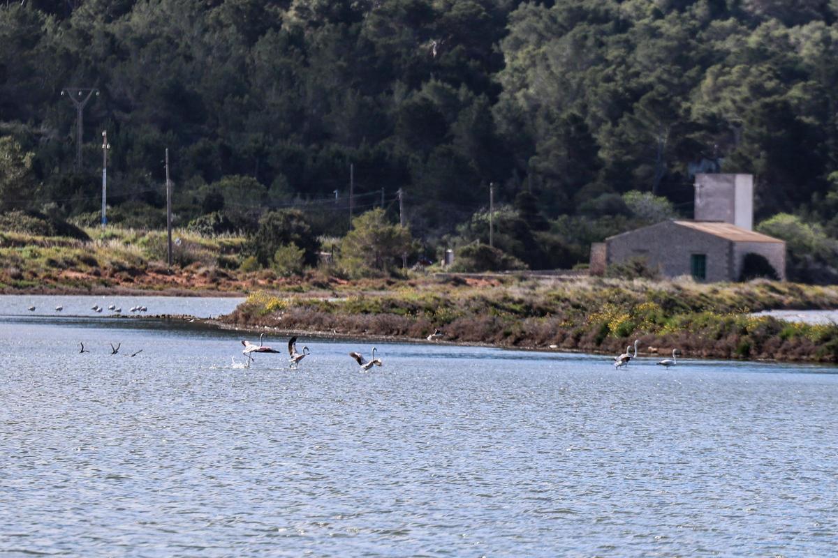 Las imágenes de la jornada en el observatorio de aves en ses Salines de Ibiza