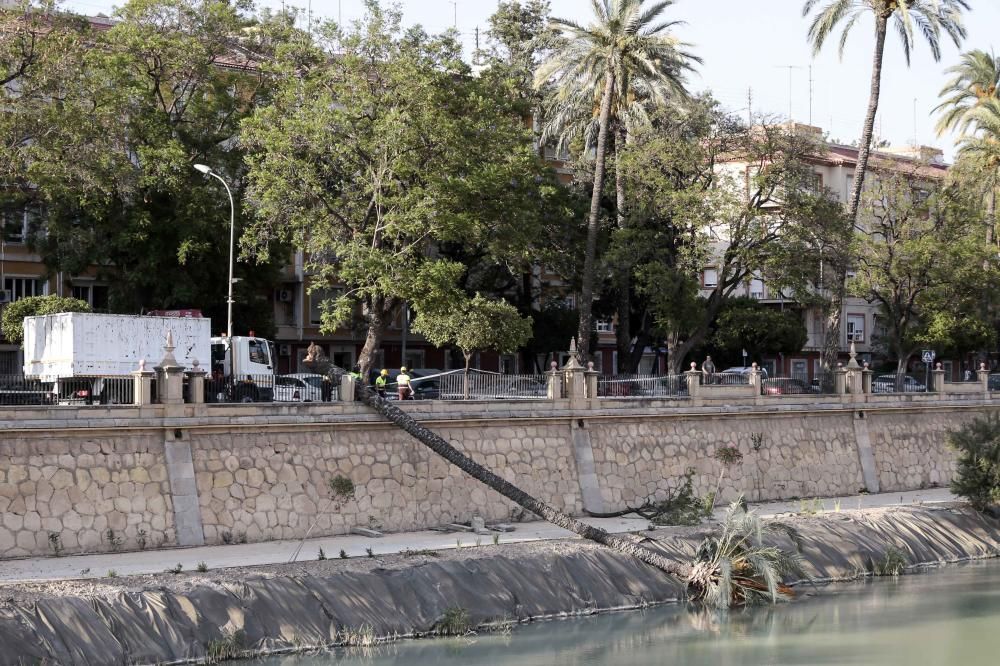 Una fuerte racha de viento hace caer una palmera