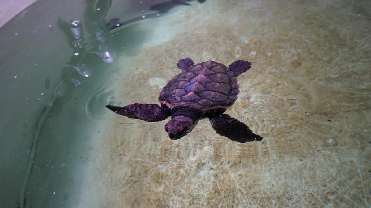 Dos tortugas hermanas se reencuentran en Valencia tras surcar el mar 7 meses