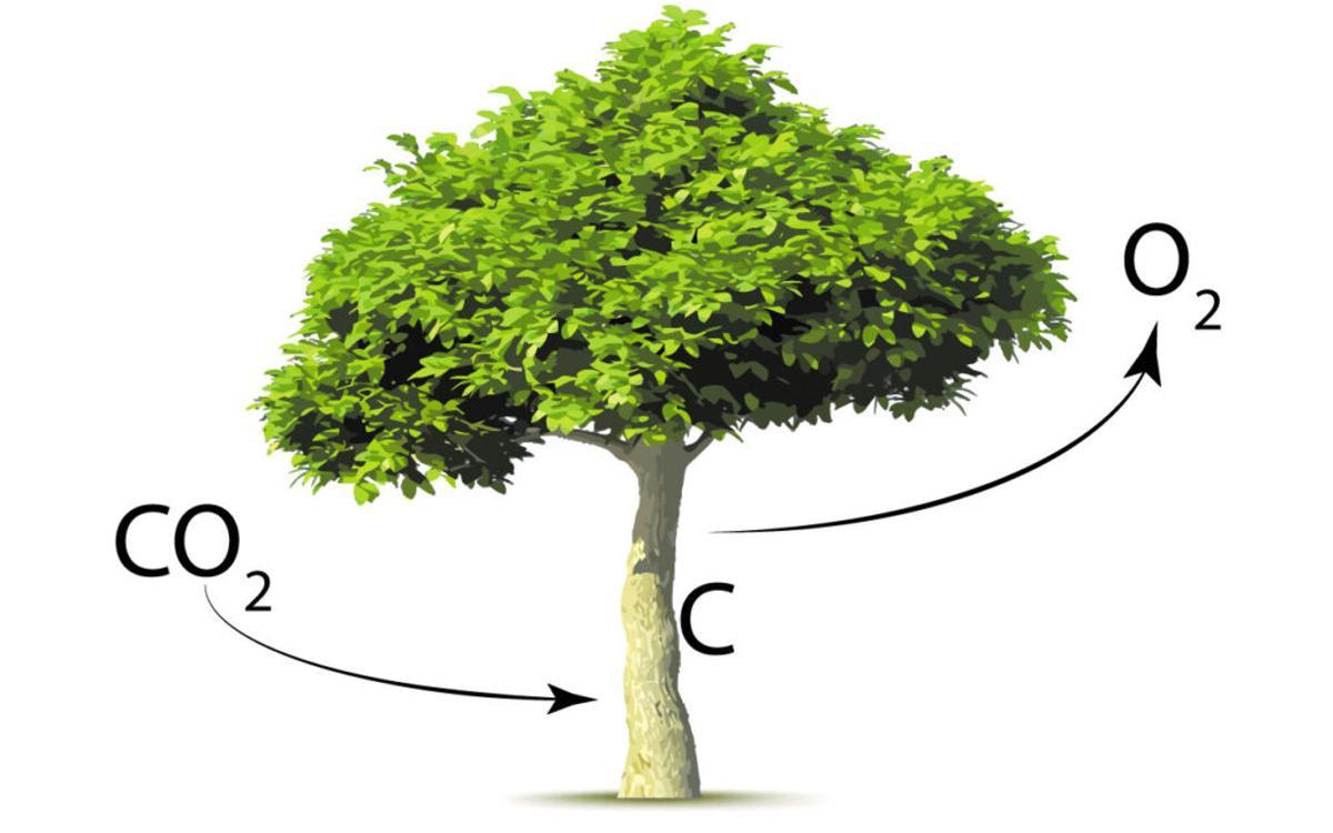 Los bosques del mundo, saturados de CO2