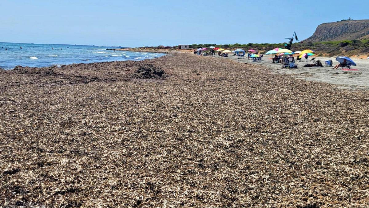 Una de las calas naturales de Santa Pola repleta de posidonia