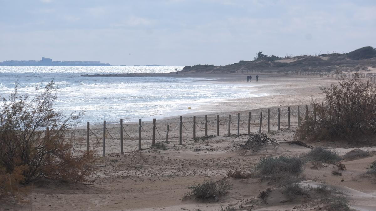 Cordón de protección dunar instalado en las playas de Elche