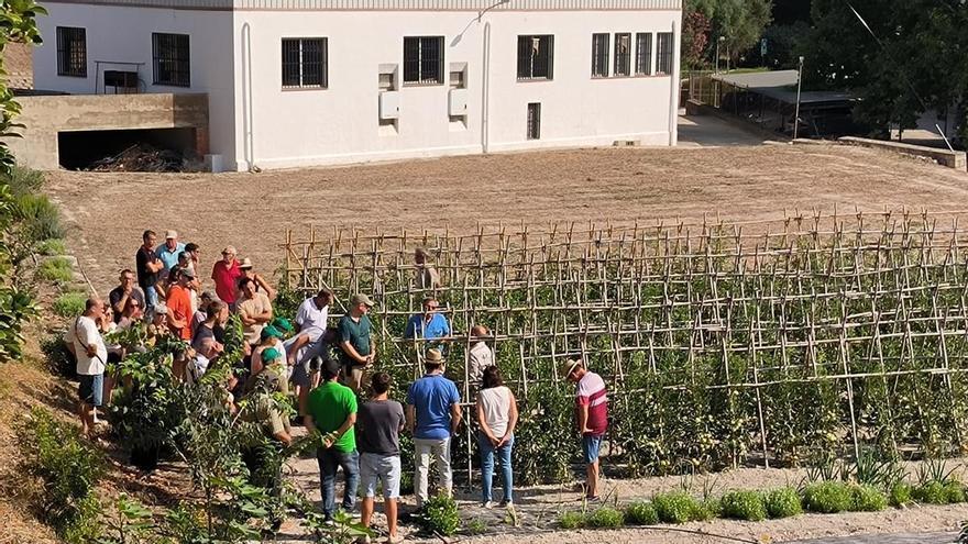Llutxent lidera un ensayo sobre la mejora genética de las variedades tradicionales de tomate
