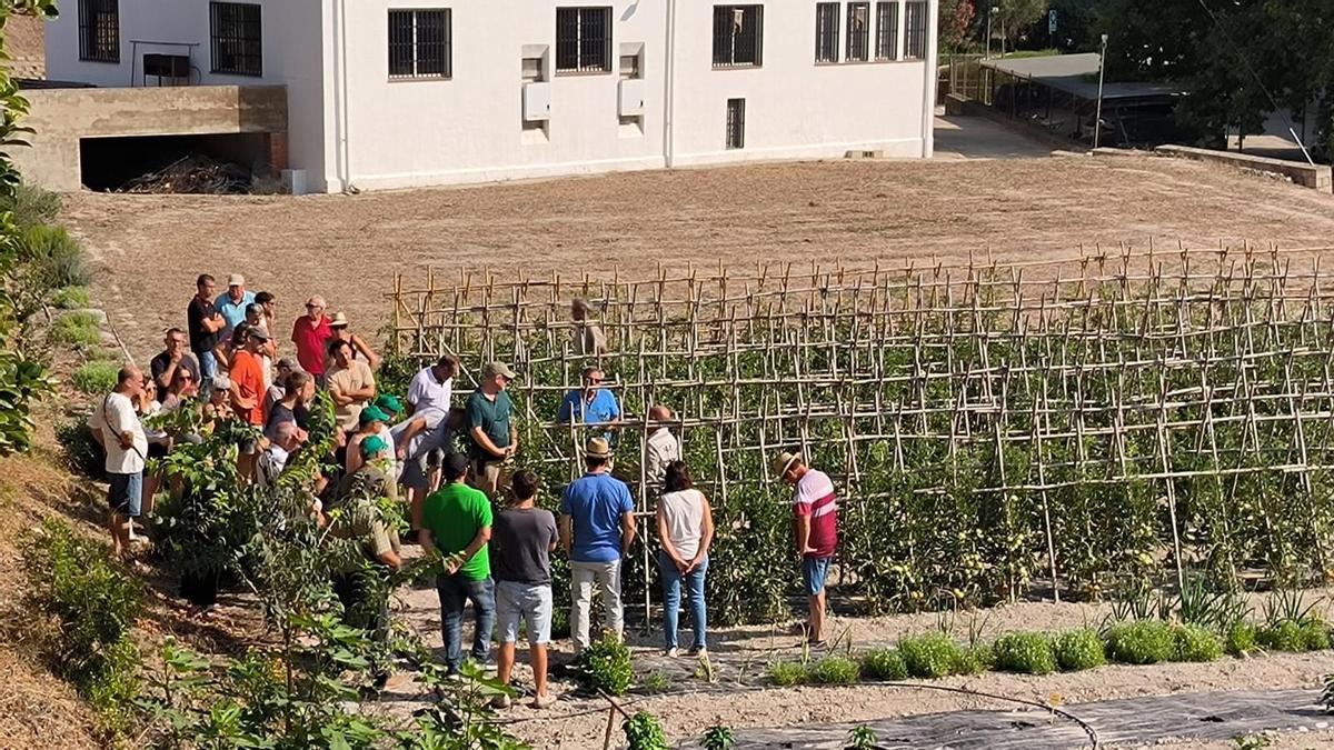 Participantes en la jornada sobre las variedades tradicionales de tomate en la Estación Experimental Agraria de  Llutxent.
