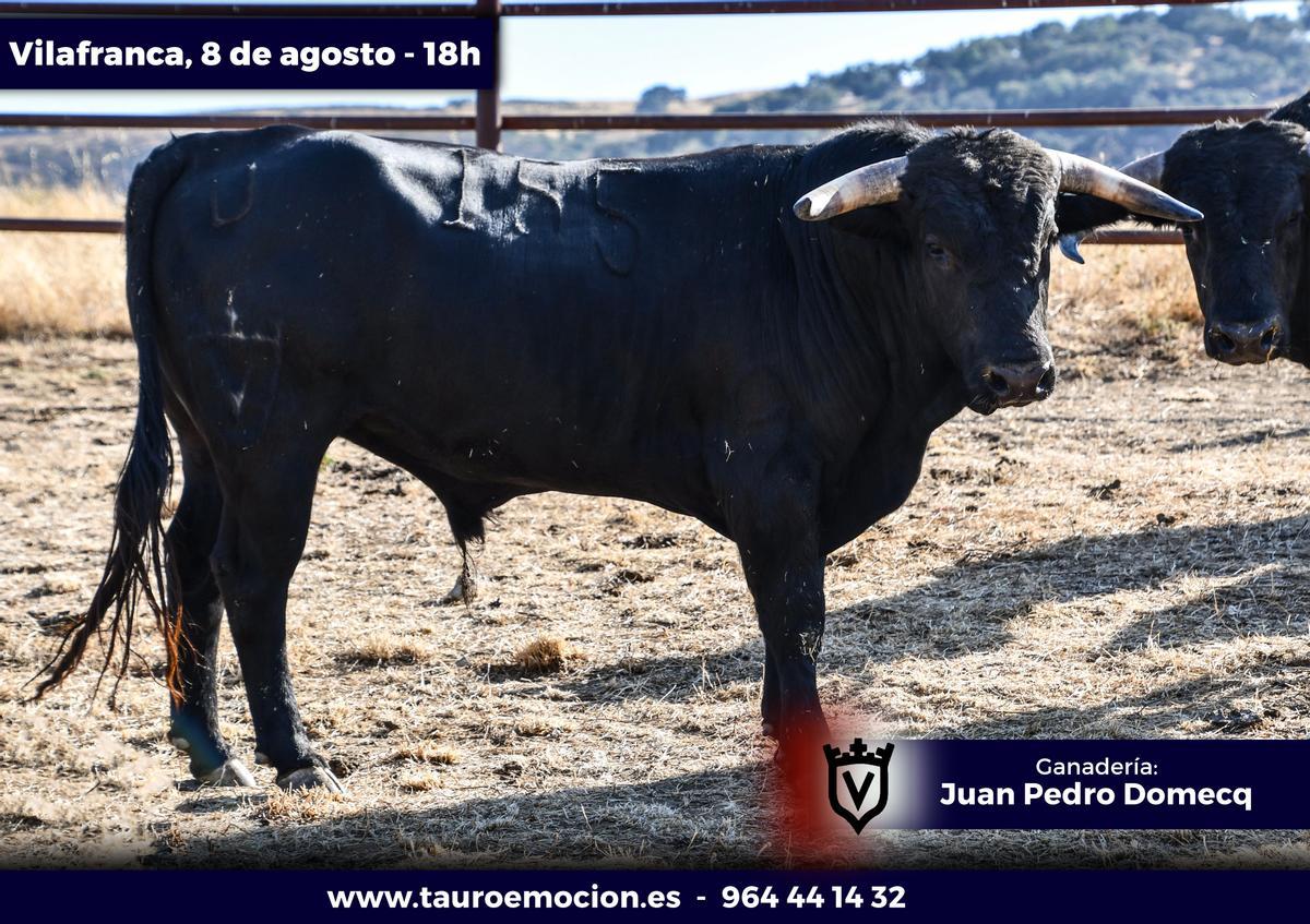 'Sabandijo'. Número 155. Negro mulato.