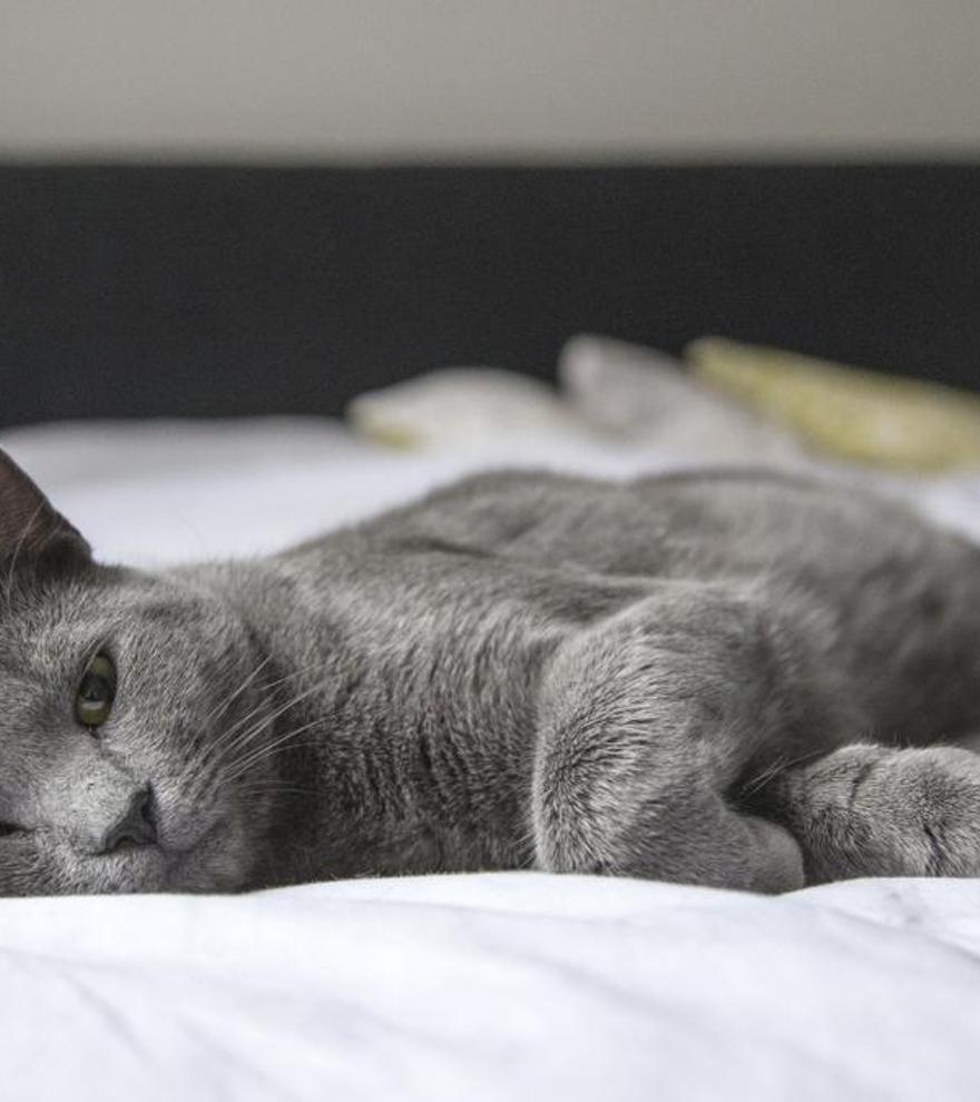 Soñar con gatos: significado de los sueños con felinos