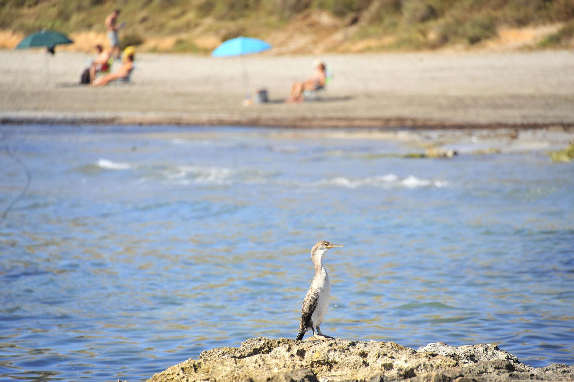 Recogida de plásticos en el fondo marino en la Playa del Carabassi