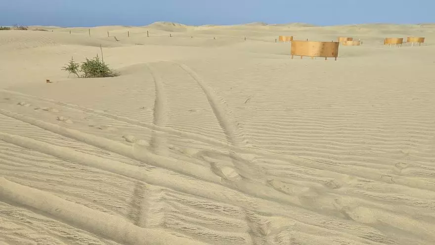 Huellas de un quad en la zona de recuperación de las Dunas de Maspalomas