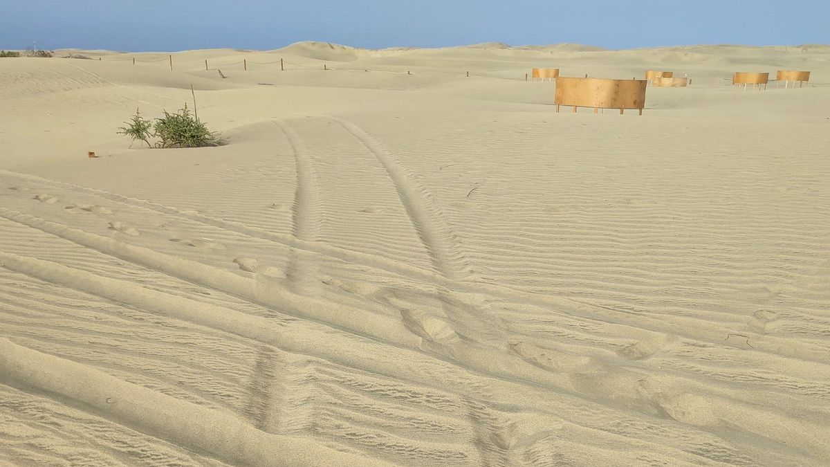 Huellas de un quad en la zona de recuperación de las Dunas de Maspalomas