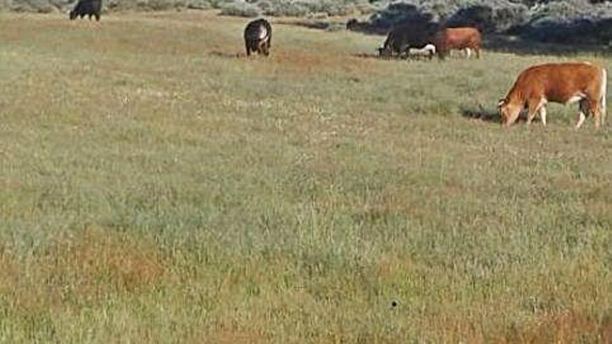 Un grupo de vacas pasta en una parcela