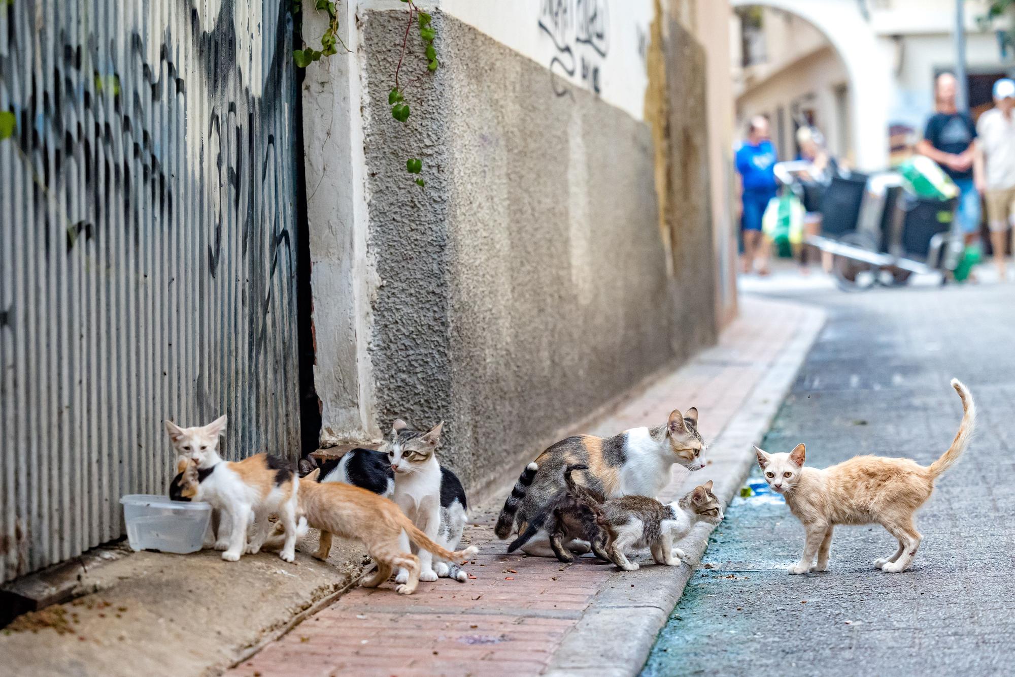 Los gatos toman las calles de Benidorm