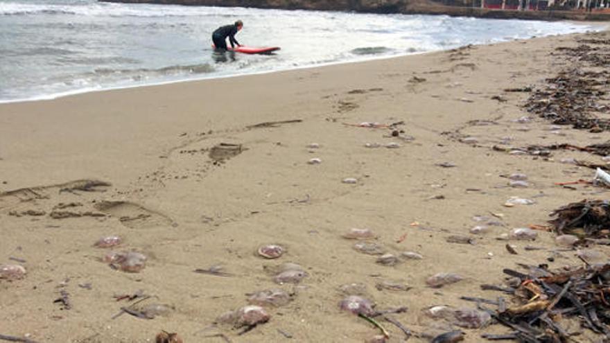 El mar saca en Xàbia cientos de medusas