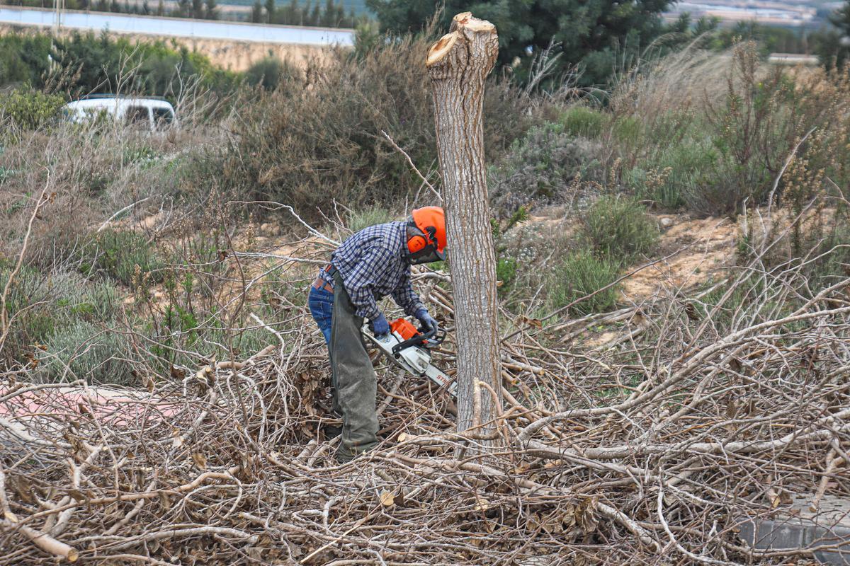 Trabajos de conservación y poda en la zona verde del SUSA Invernaderos