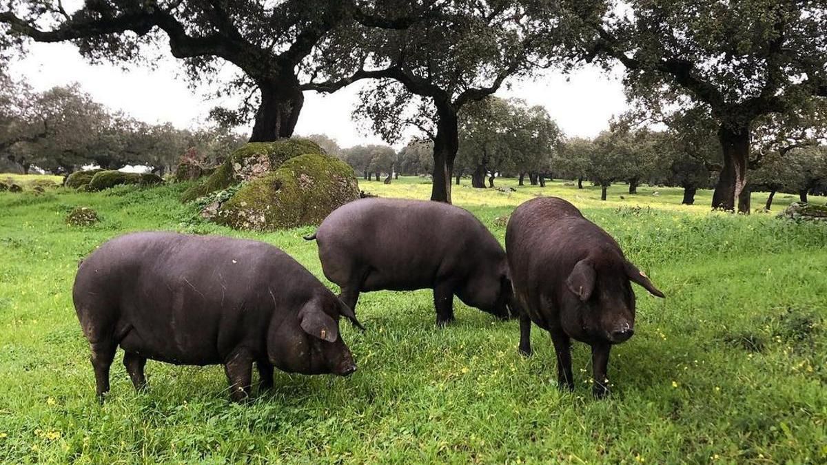 Cerdo ibérico en montanera, en plena dehesa extremeña.