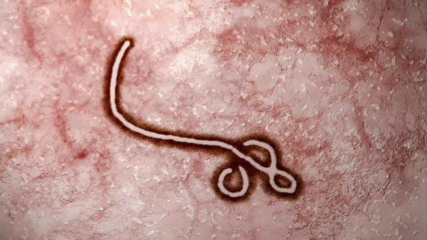 Diferencias y similitudes entre el ébola y el coronavirus