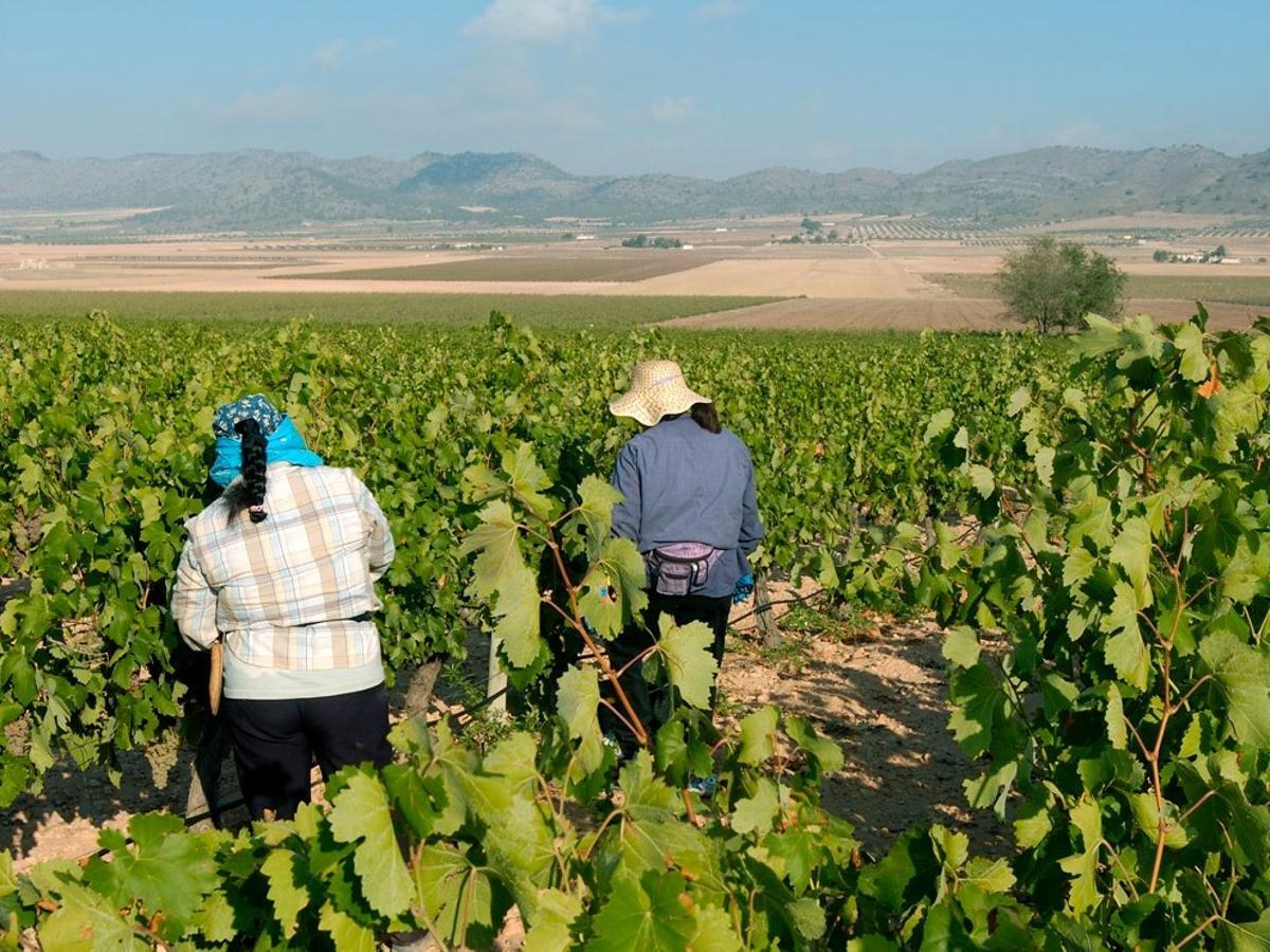 Trabajadoras en un viñedo.