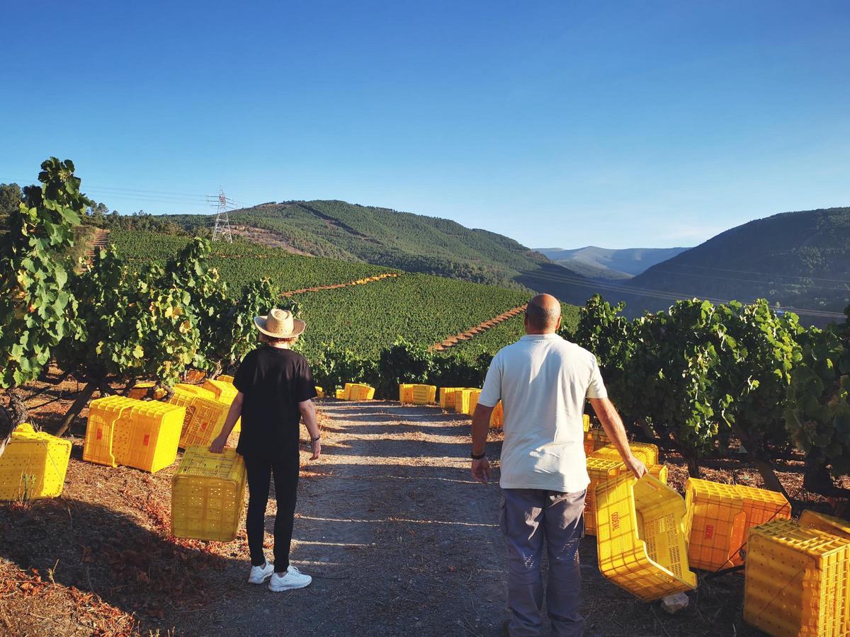Campaña de vendimia en la denominación de origen de Valdeorras.
