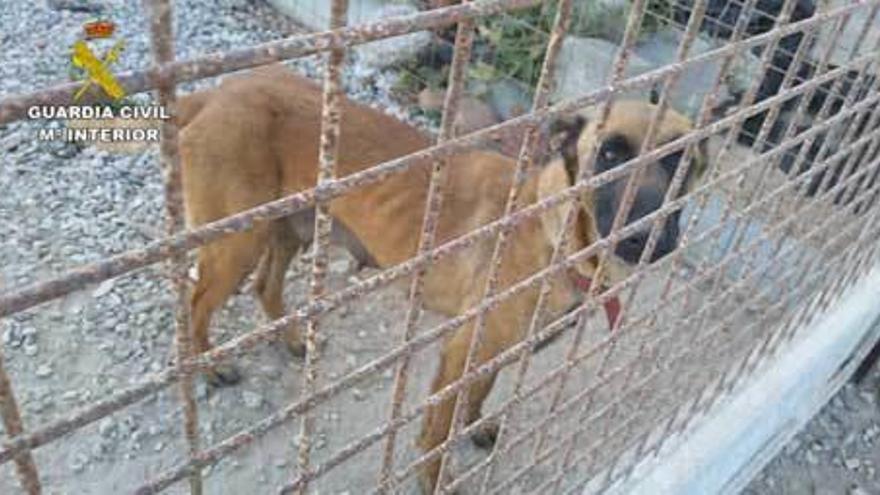 Detenido por dejar abandonados 19 perros en una finca de Almería