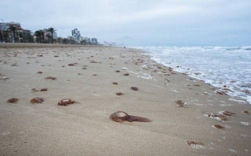 Plaga de medusas en la Playa de San Juan