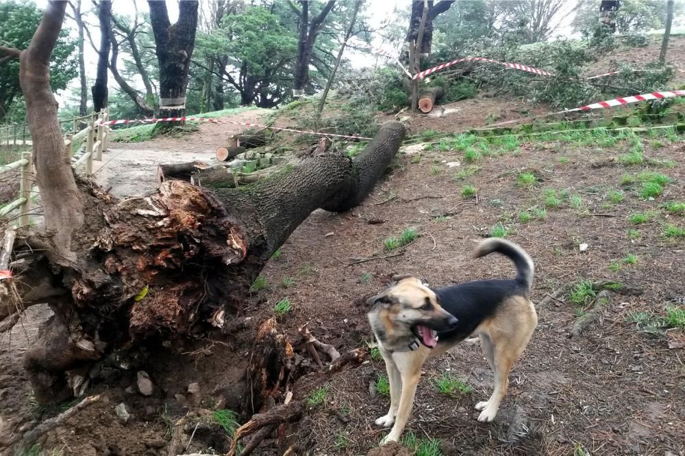 Las mejores imágenes que nos ha dejado el temporal Fabien en Galicia. // FdV